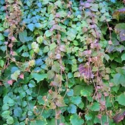 Vigne Vierge 'veitchii' - Parthenocissus Tricuspidata Robusta 1.5l -VIDA Plantes Magasin edfff861a8eca49e