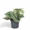 Pothos Scindapsus Pictus Epipremnum - H15cm, ø12cm - Plante D'intérieur Tombante -VIDA Plantes Magasin ee5670c5e93d6a40