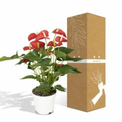 Anthurium Rouge - H55cm, ø17cm - Plante D'intérieur -VIDA Plantes Magasin f142fbabc9731d72