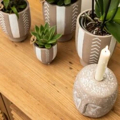 Echeveria Miranda - H13cm, ø9cm - Plante D'intérieur -VIDA Plantes Magasin f209523da1b249a5