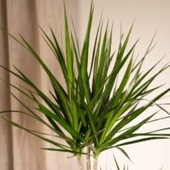 Dracaena Marginata - H100cm, ø19cm - Très Grande Plante D'intérieur -VIDA Plantes Magasin f23e880432de9a1d