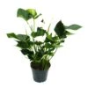 Flamant Flamant Blanc, Anthurium Anderanum, Pot De 17cm -VIDA Plantes Magasin f35ea9b05bee7344