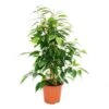 Ficus Benjamini "anastasia", Bouleau Figue 14cm -VIDA Plantes Magasin f35f3d2742d3a87d