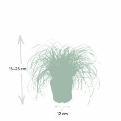 Herbe à Chat - H20cm, ø12cm - Plante D'intérieur -VIDA Plantes Magasin f3d68845697a0a0e