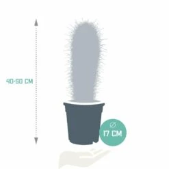 Pachycereus Pringlei - H40cm, ø17cm - Plante D'intérieur -VIDA Plantes Magasin f483da7566864e26
