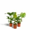 Monstera Deliciosa, Bananier Musa, Strelitzia Nicolai - Grandes Plantes D'intérieur 1 Monstera Deliciosa, Bananier Musa, Strelitzia Nicolai - Grandes Plantes D'intérieur -VIDA Plantes Magasin f4cb8fd271aa8fae