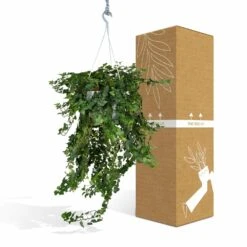 Hedera Lierra Tombant - H70cm, ø24cm - Plante D'intérieur Tombante -VIDA Plantes Magasin f5c34e27a4d6c122