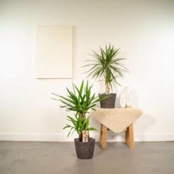 Yucca, Dracaena, Duo De Plantes - Plantes D'intérieur -VIDA Plantes Magasin f5f39dbae7d6dcd0