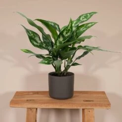 Aglaonema Maria - H30cm, ø12cm - Plante D'intérieur -VIDA Plantes Magasin f6e6e4505043765c