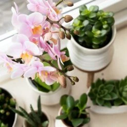 Crassula - H11cm, ø6cm - Plante D'intérieur -VIDA Plantes Magasin f93f378f0dac5bf6