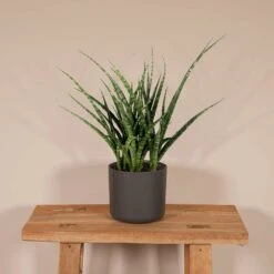 Sansevieria Fernwood Punk - H30cm, ø12cm - Plante D'intérieur Sans Entretien -VIDA Plantes Magasin f98185fbae804a96