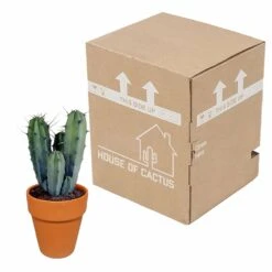 Myrtillocactus Et Son Cache-pot En Terracotta - H40cm, ø17cm - Plante D'intérieur -VIDA Plantes Magasin f9dc4db908057f89