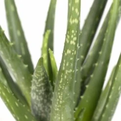 Aloe Vera - H30cm, ø12cm - Plante D'intérieur Succulente -VIDA Plantes Magasin fa69020b35583d86