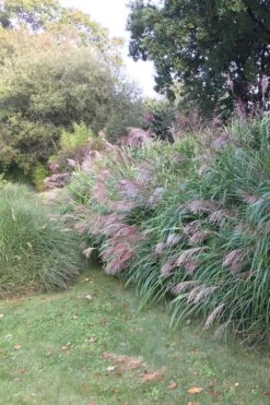 Miscanthus 'gracillimus' - 3l