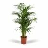 Palmier Areca - H85cm, ø19cm - Grande Plante D'intérieur -VIDA Plantes Magasin fdfd5f947893abce