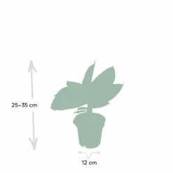 Bananier Nain Oriental - H25cm, ø12cm - Plante D'intérieur 10 Bananier Nain Oriental - H25cm, ø12cm - Plante D'intérieur -VIDA Plantes Magasin fecf752c9affe4db