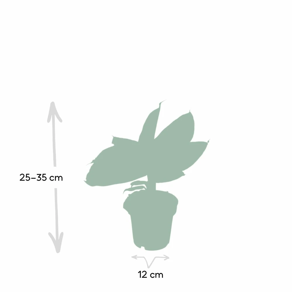 Bananier Nain Oriental - H25cm, ø12cm - Plante D'intérieur 6 Bananier Nain Oriental - H25cm, ø12cm - Plante D'intérieur – Image 4