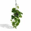 Epipremnum Aureum Scindapsus - H25cm, ø15cm - Plante D'intérieur Tombante 1 Epipremnum Aureum Scindapsus - H25cm, ø15cm - Plante D'intérieur Tombante -VIDA Plantes Magasin fef830d6c5060660