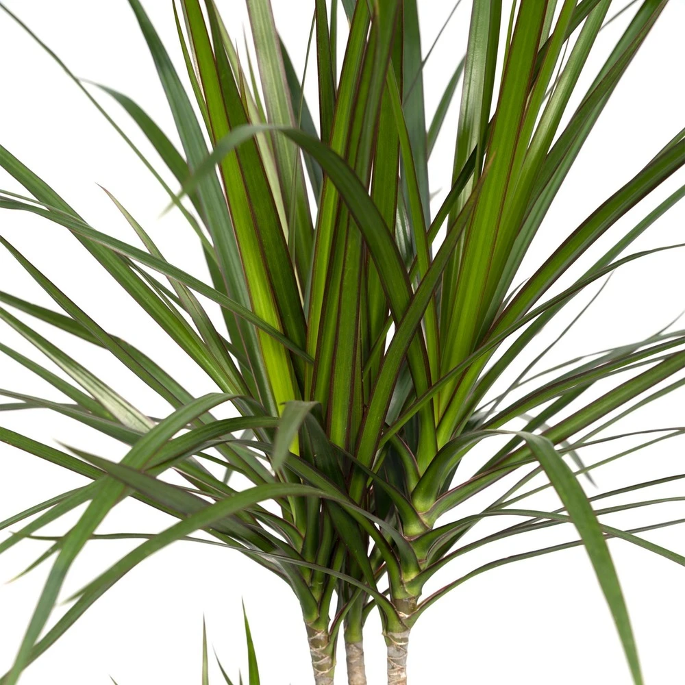 Dracaena Marginata - H70cm, ø17cm - Grande Plante D'intérieur 5 Dracaena Marginata - H70cm, ø17cm - Grande Plante D'intérieur – Image 3
