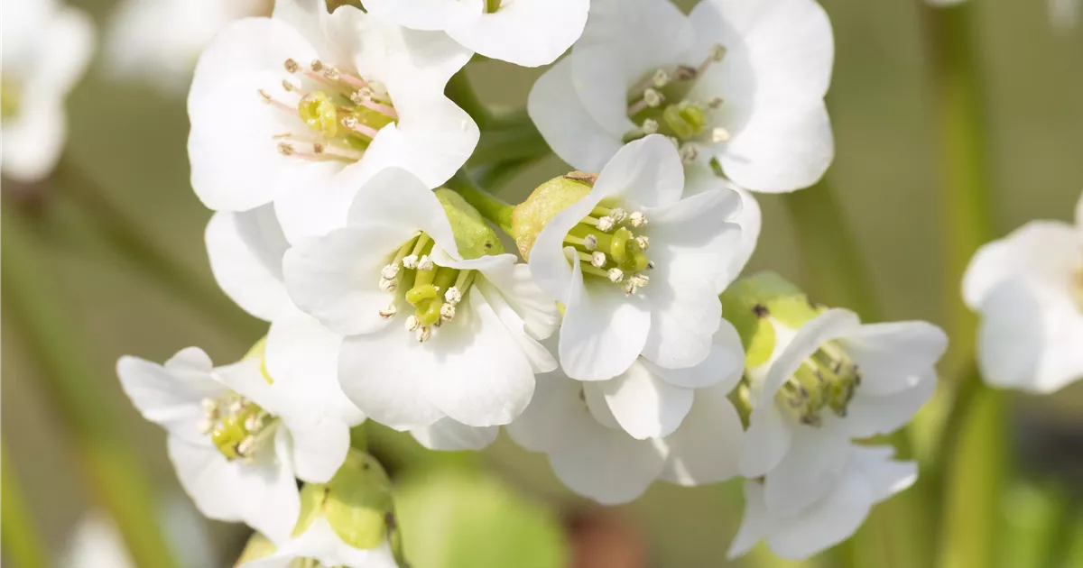 VIDA Plantes Magasin -VIDA Plantes Magasin Bergenia cordifolia weiss 1200x630 proportionalsmallest